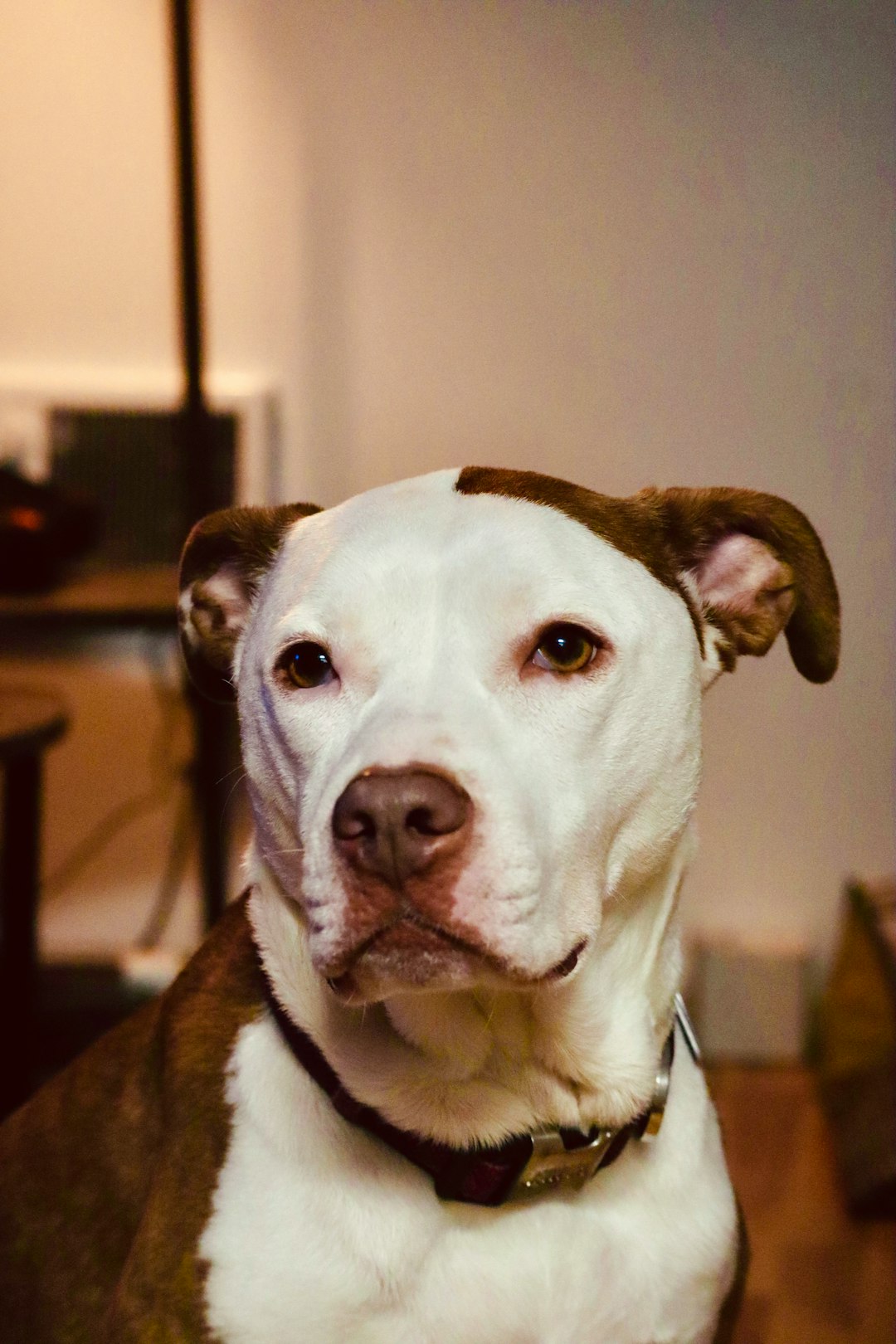 white and brown american pitbull terrier mix