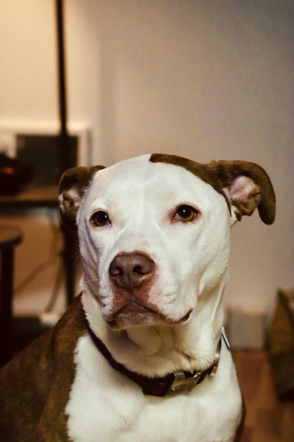 White and brown american pitbull terrier mix photo – Free Brown Image on  Unsplash