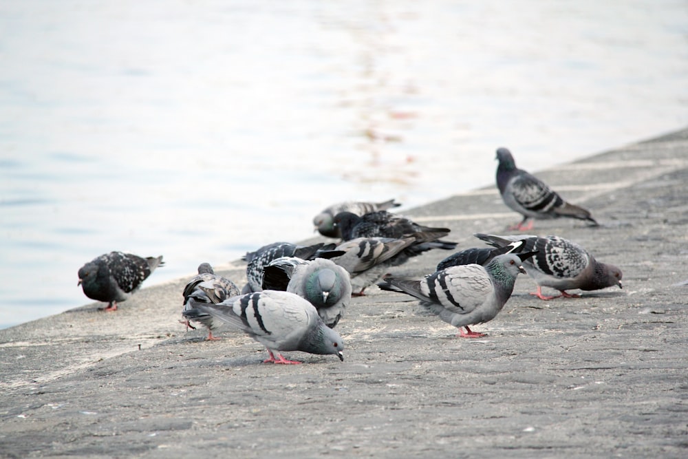 flock of gray and white birds on gray concrete floor