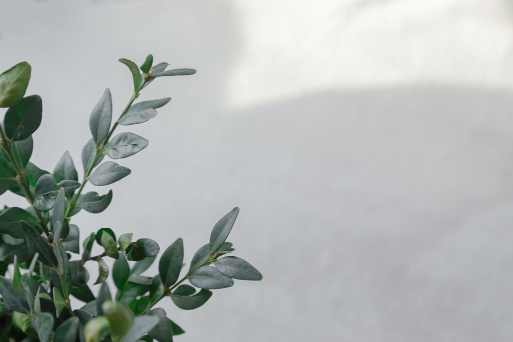 green leaves on white wall