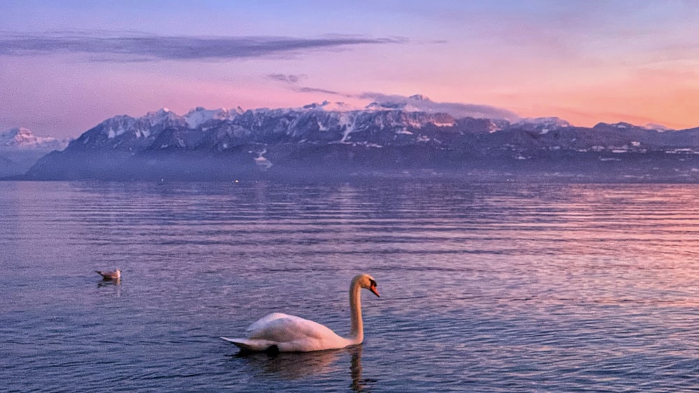 Cigno bianco sullo specchio d'acqua durante il giorno