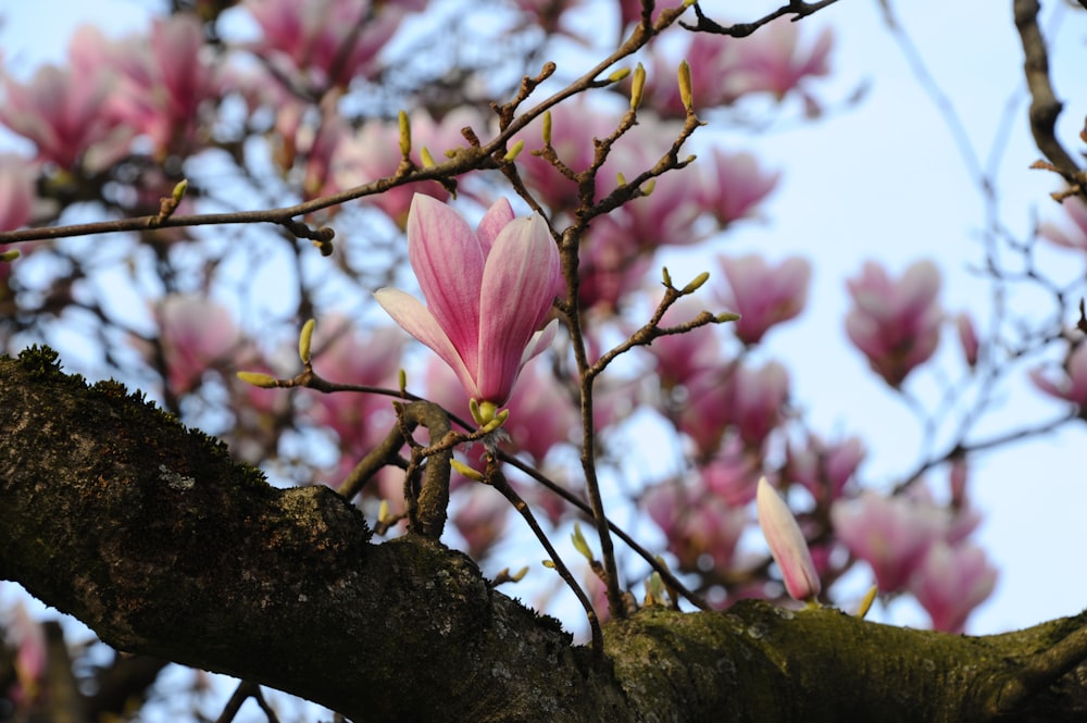 pink flower on brown tree branch