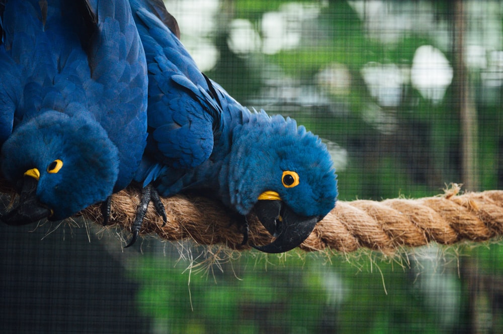 blue and yellow bird on brown tree branch