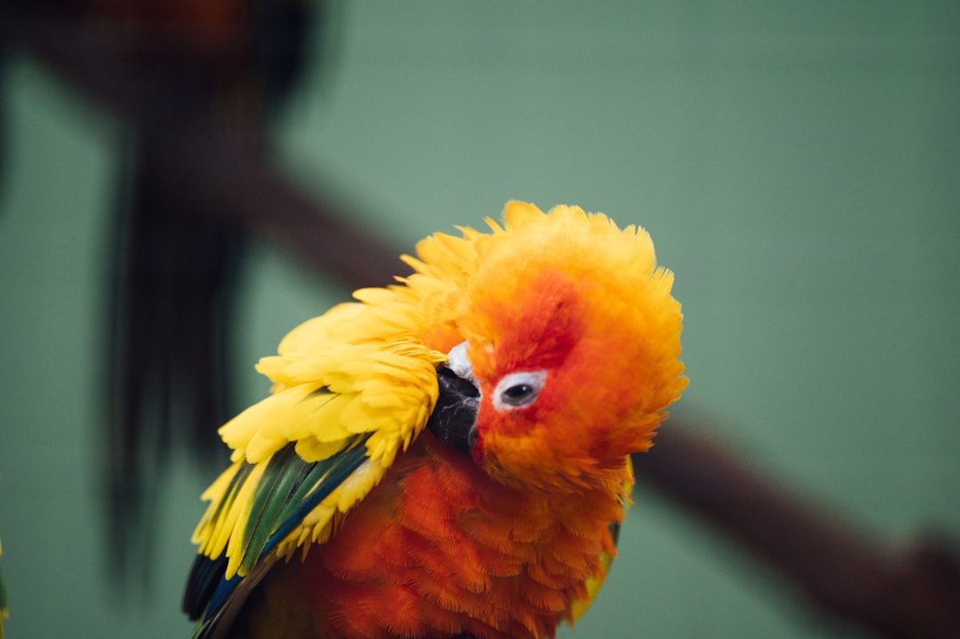 orange yellow and green bird