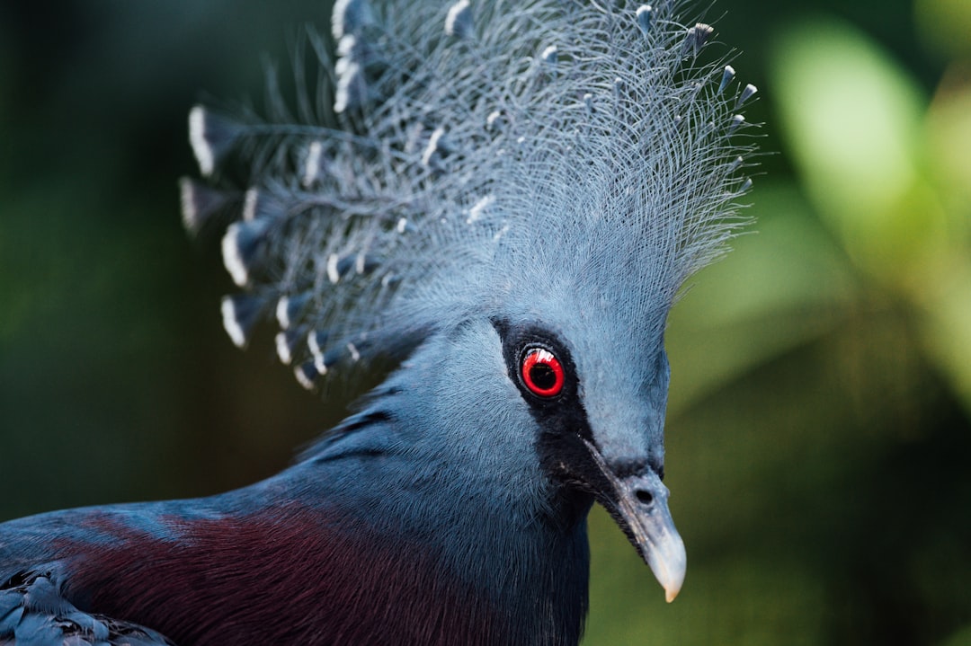 red and blue bird with white wings