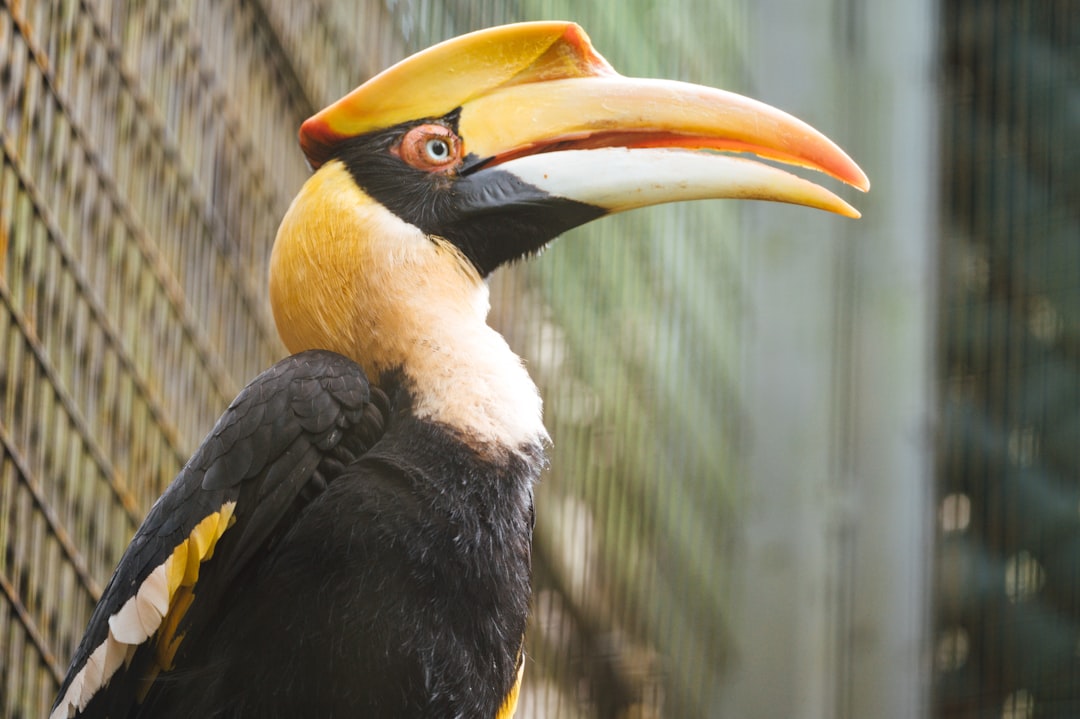 black and yellow bird on brown wooden branch