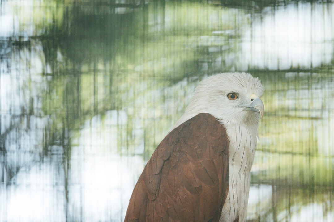 brown and white eagle in cage