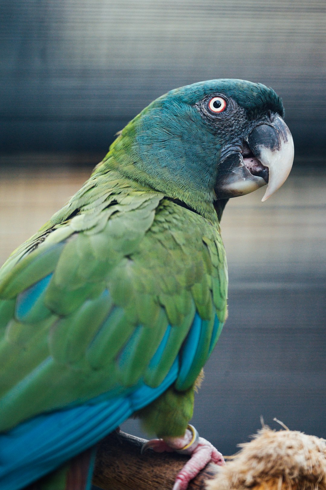 green and blue parrot in cage