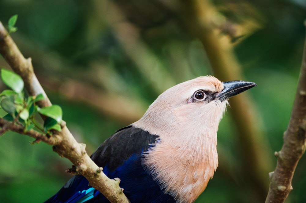 blue and brown bird on tree branch