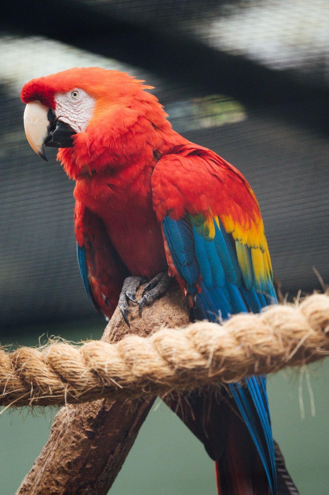 red and blue macaw on brown wooden stick