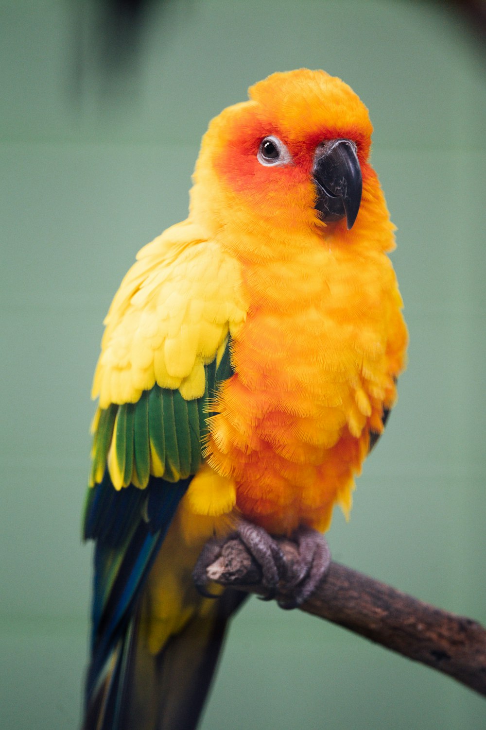 yellow and green bird on brown tree branch