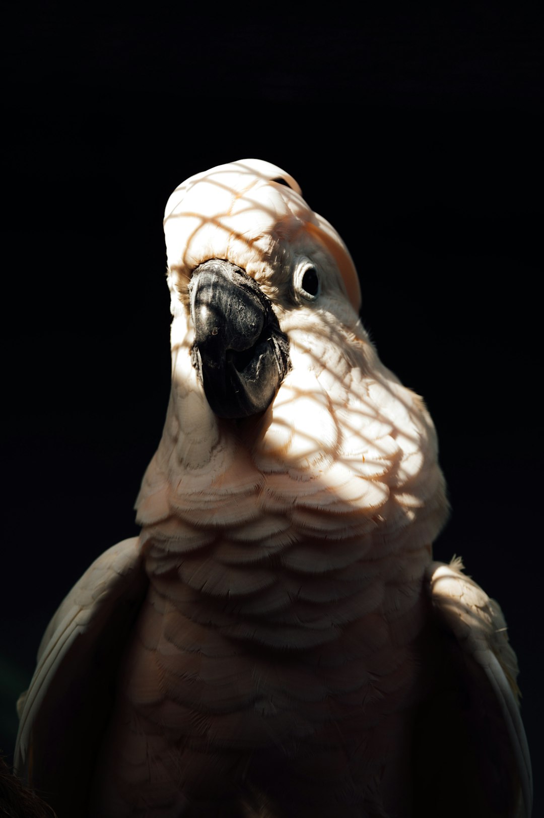 white and brown bird with black background