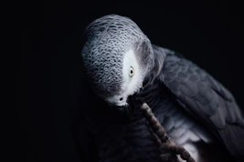 Close-up photo of a vibrant African Grey perched contentedly on a hand.