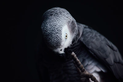 Close-up photo of a vibrant African Grey perched contentedly on a hand.