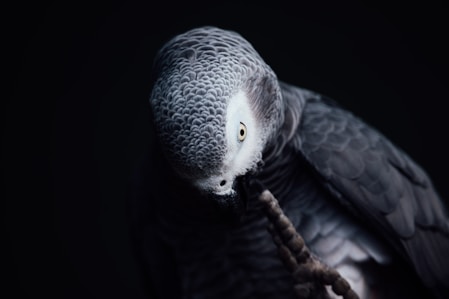 A close-up of a vibrant African Grey parrot perched on a wooden branch, showing its detailed feathers and bright eyes.