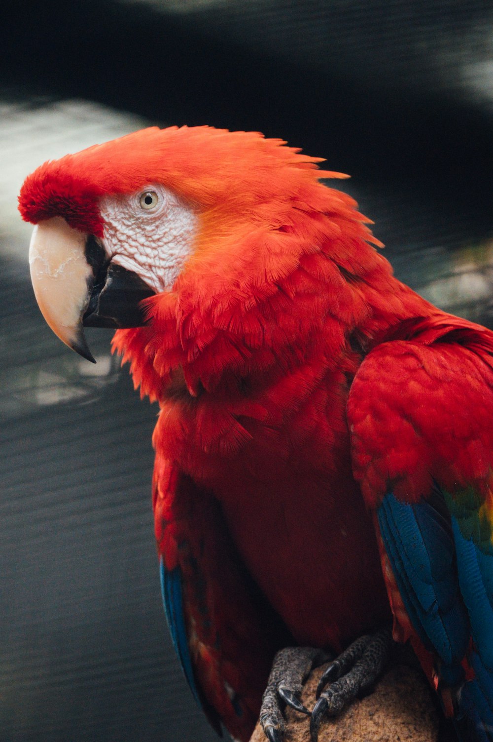 red blue and yellow macaw