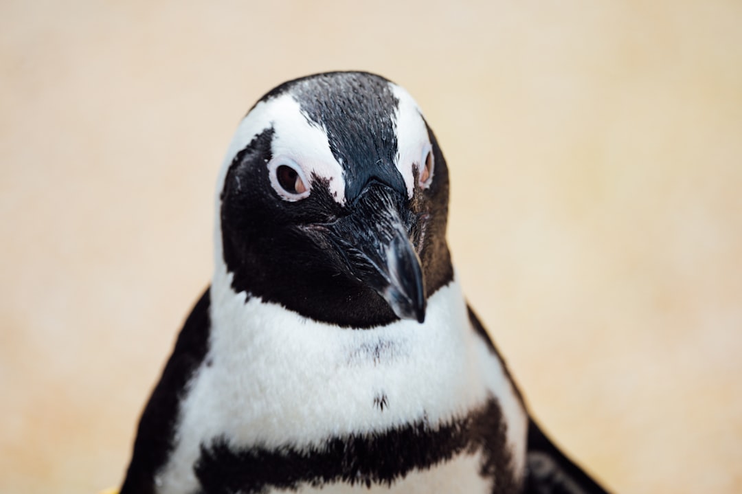 black and white bird in close up photography