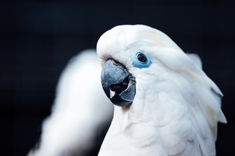 white bird in close up photography
