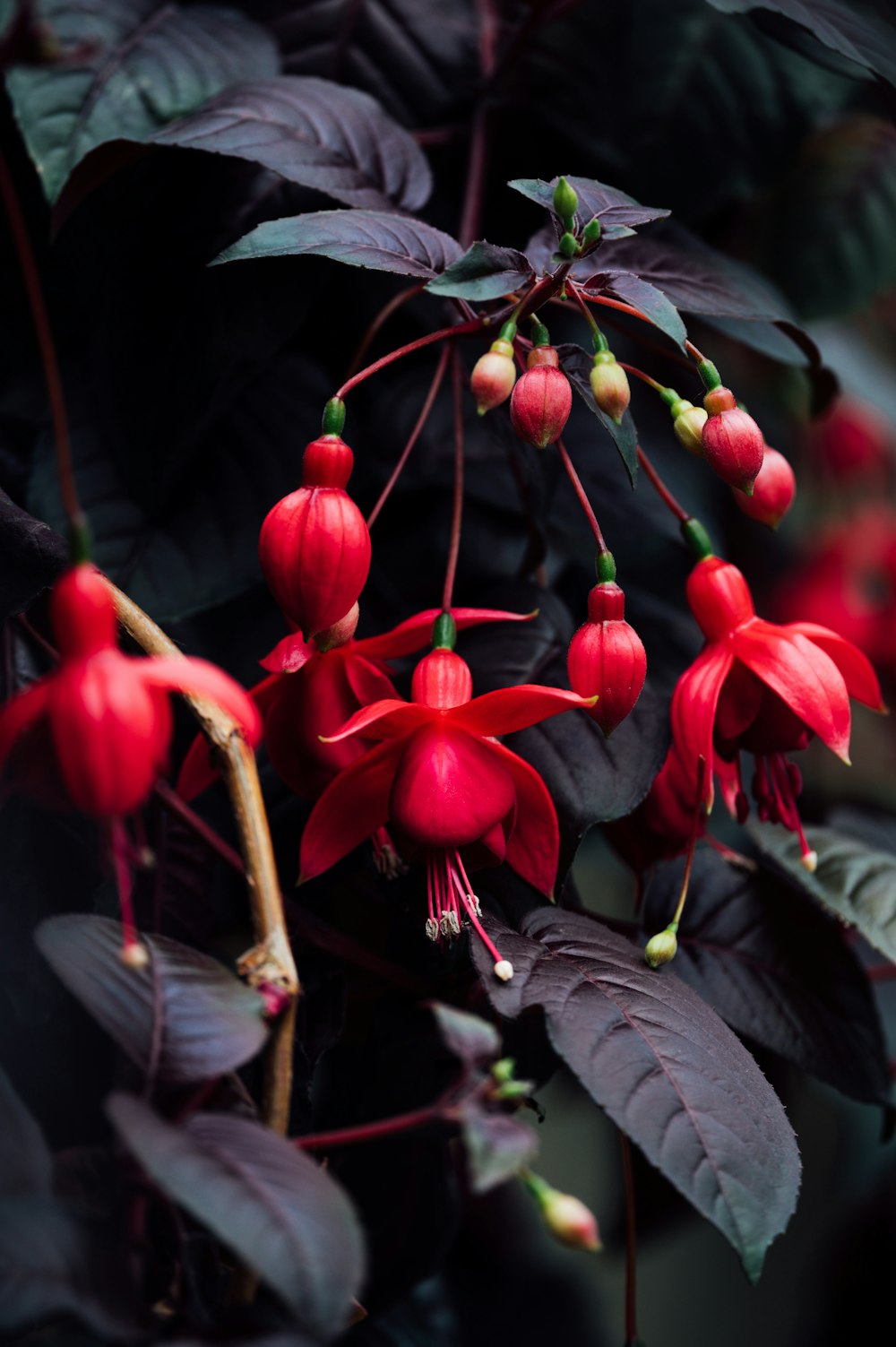 red flowers with green leaves