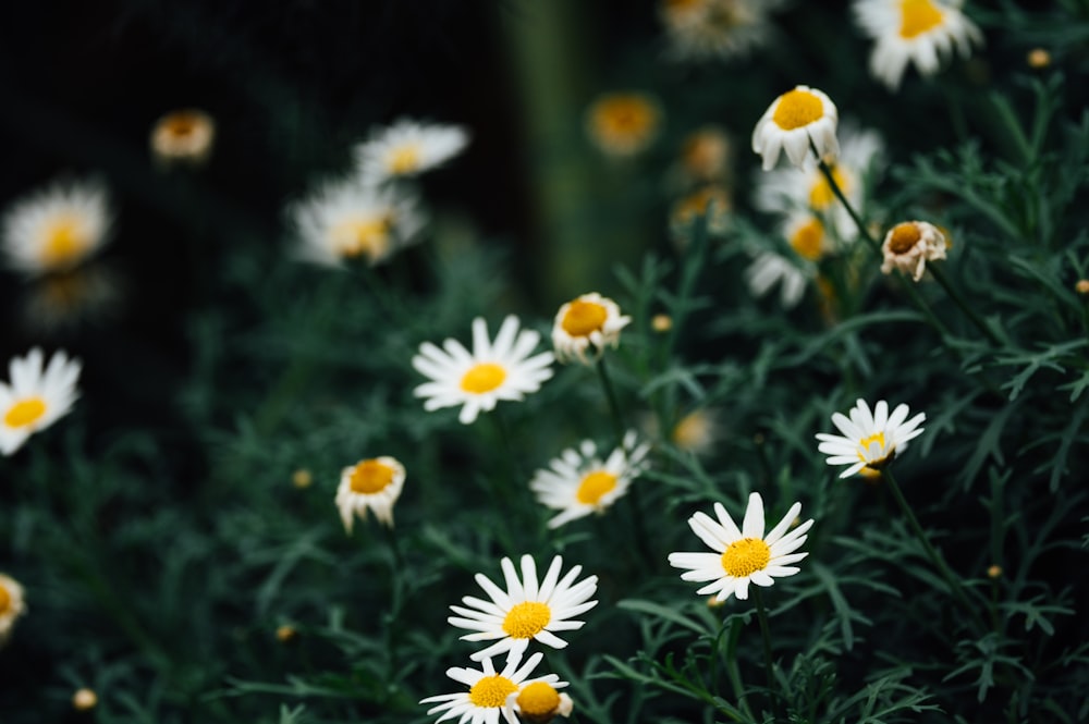 white and yellow daisy flowers