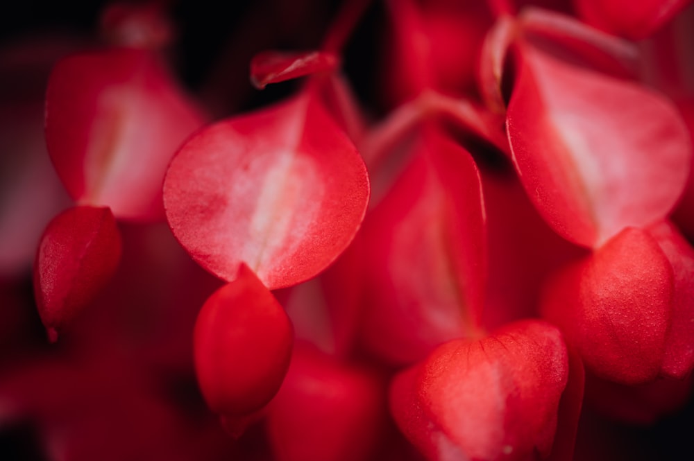 red flower buds in close up photography