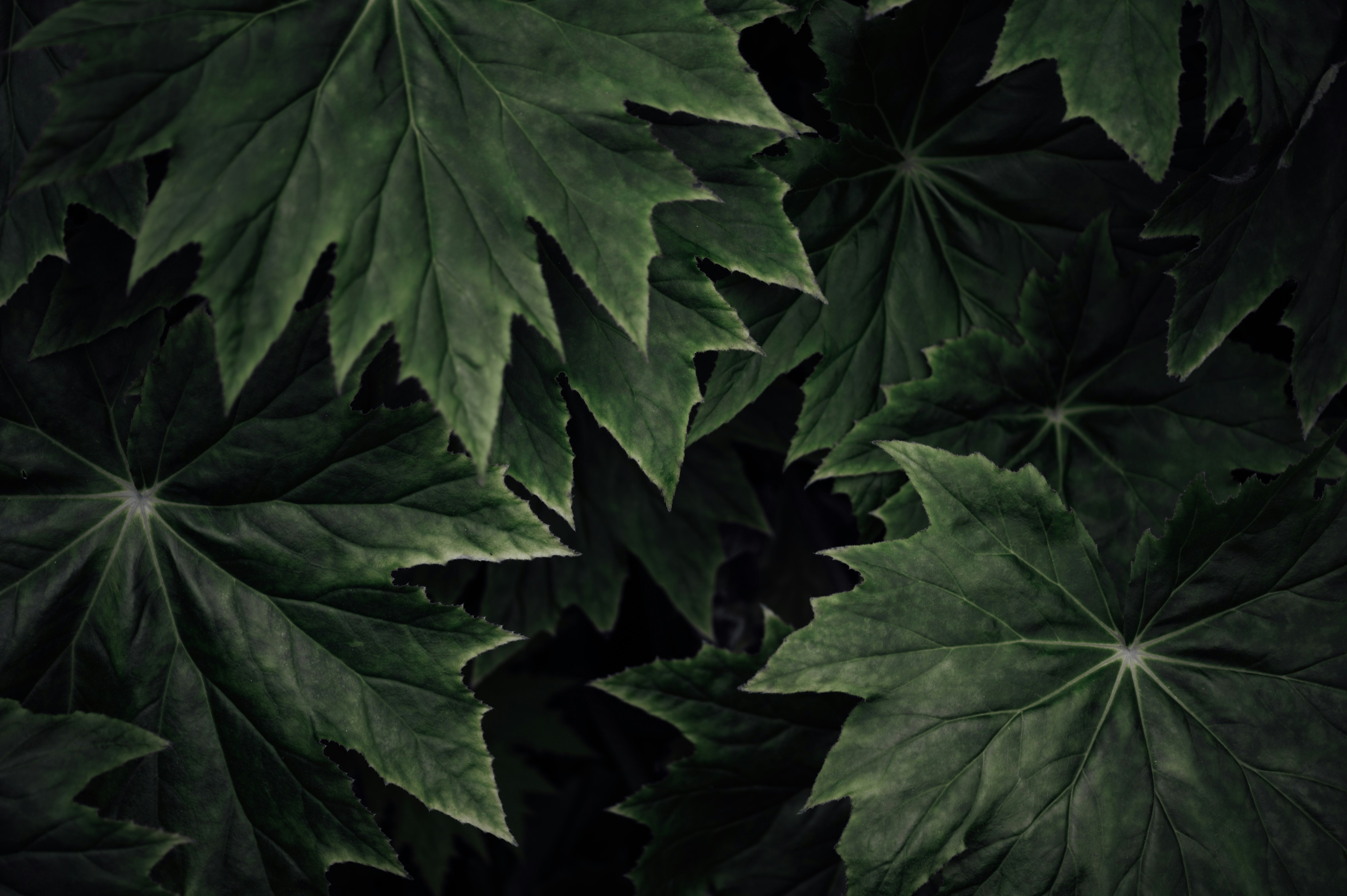 Photo by chuttersnap