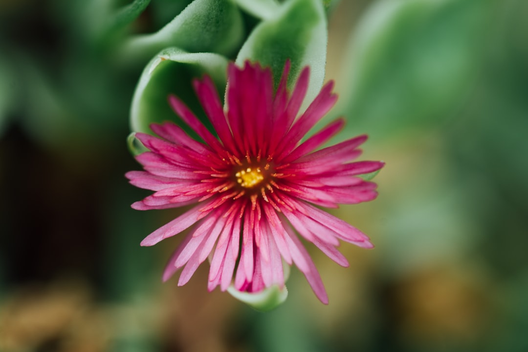 pink and green flower in tilt shift lens