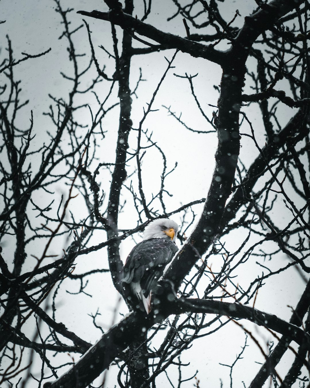 bald eagle on bare tree during daytime