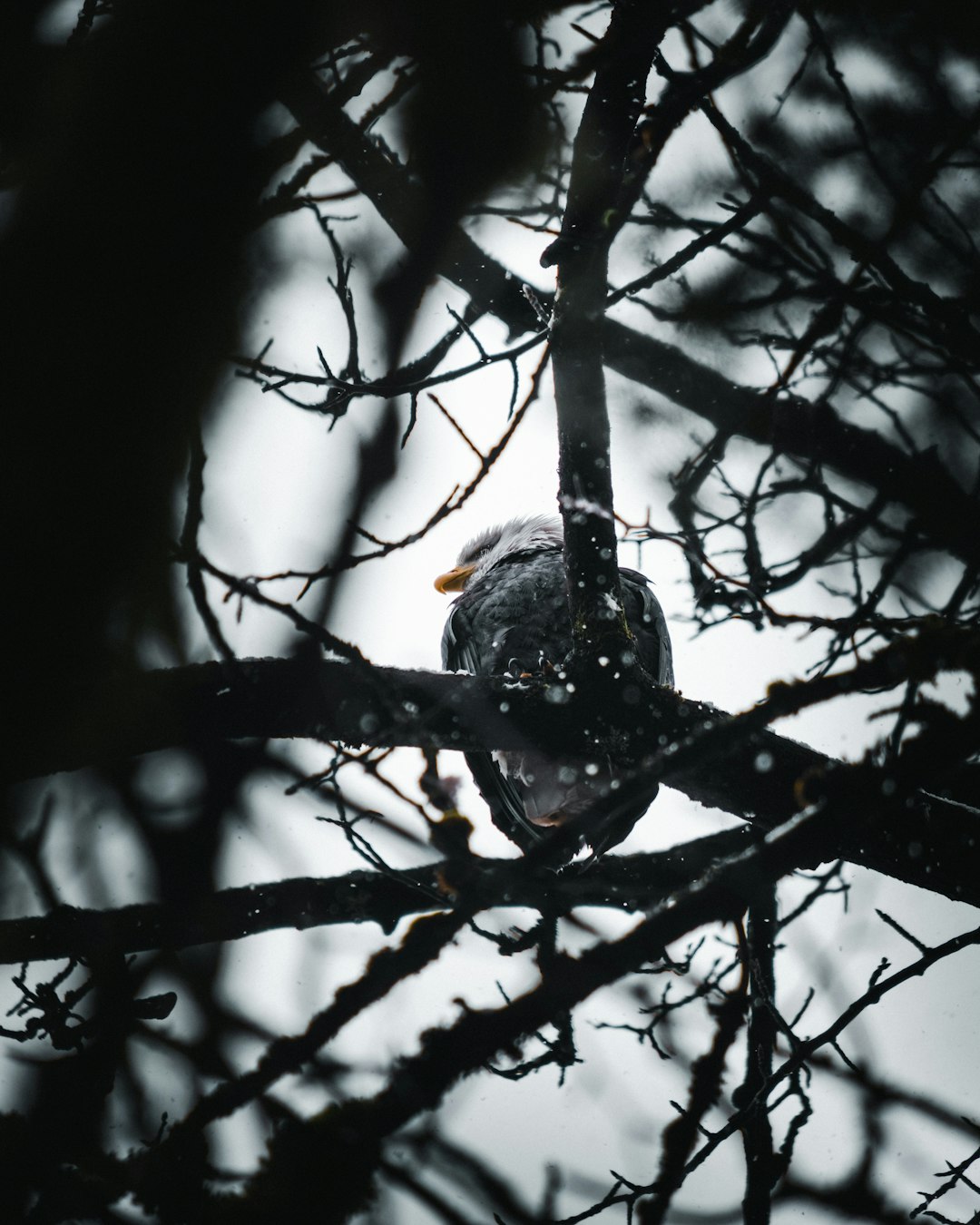 black and white bird on tree branch