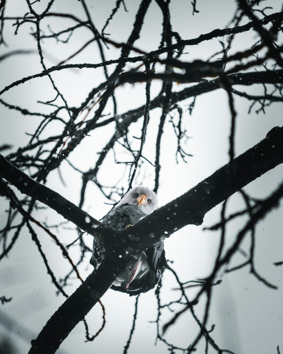 white yellow and gray bird on black tree branch during daytime