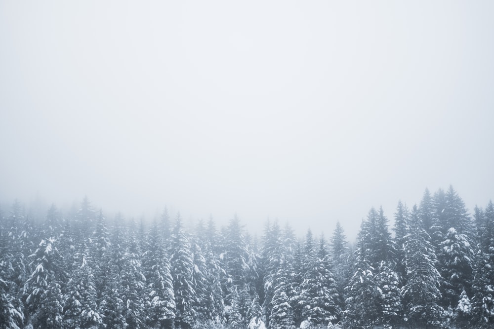 snow covered pine trees during daytime