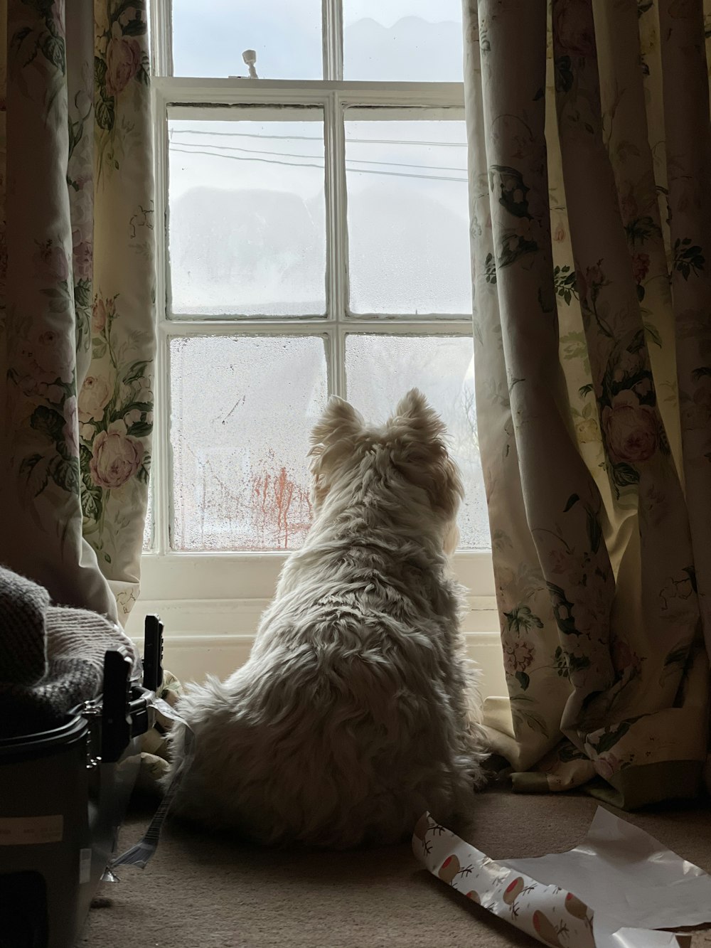 white long coated dog on window