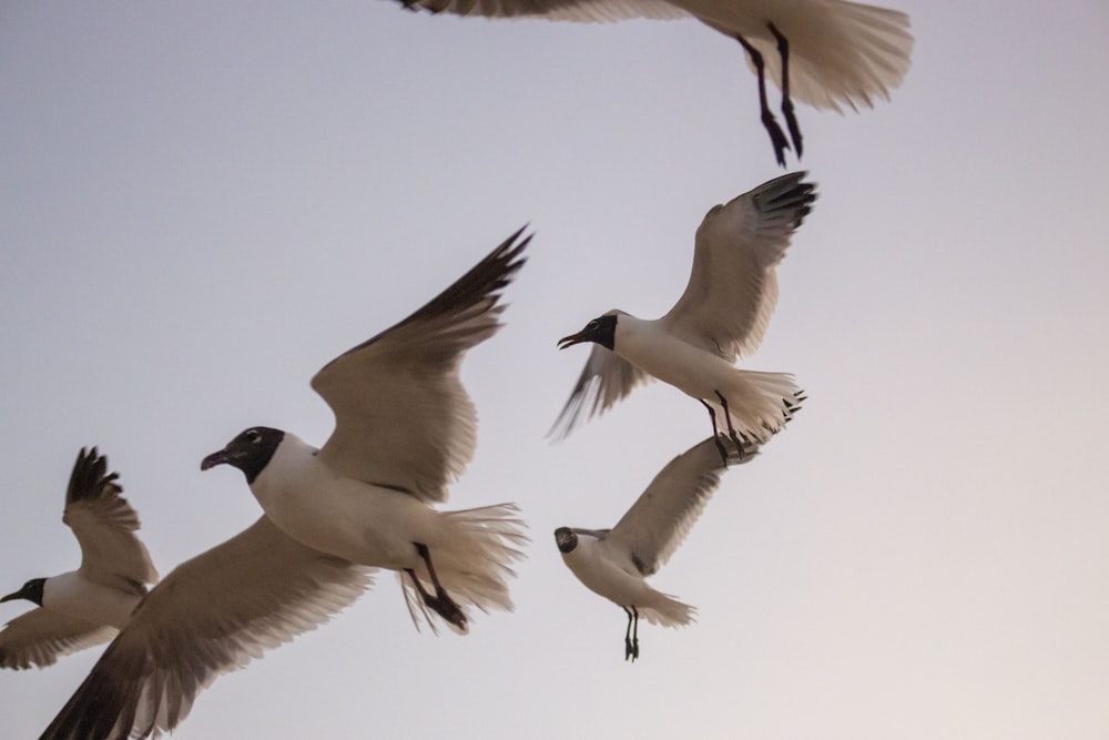 white and black birds flying during daytime