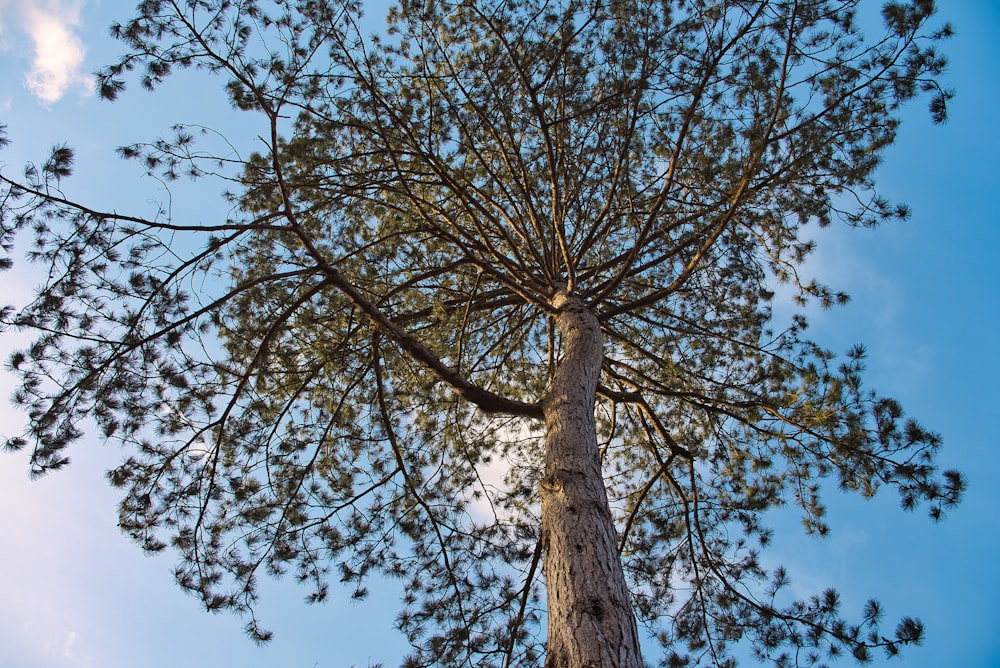 brown tree under blue sky during daytime