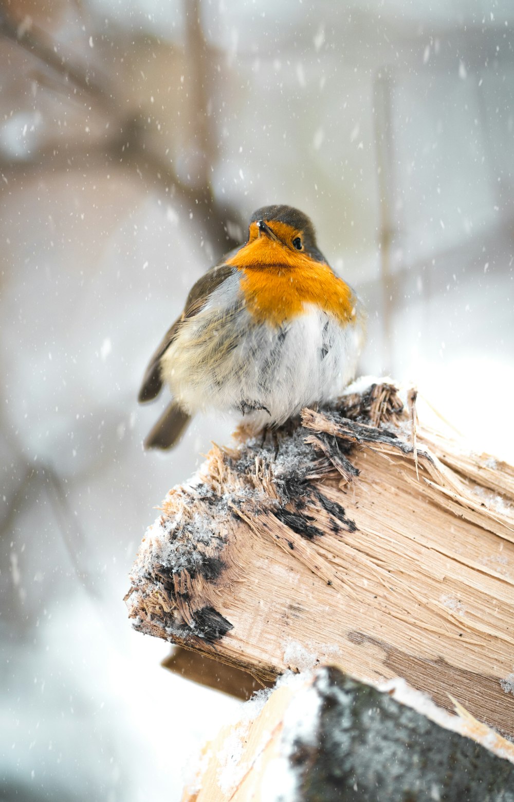 oiseau blanc, noir et jaune sur rondin de bois brun