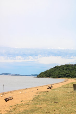 A serene lakeside beach with gentle waves along the shore. The sandy beach is dotted with driftwood and a few seabirds. To the right, dense, green foliage covers a small hill, creating a natural boundary to the beach area. In the distance, a landmass stretches across the horizon under a softly clouded sky.