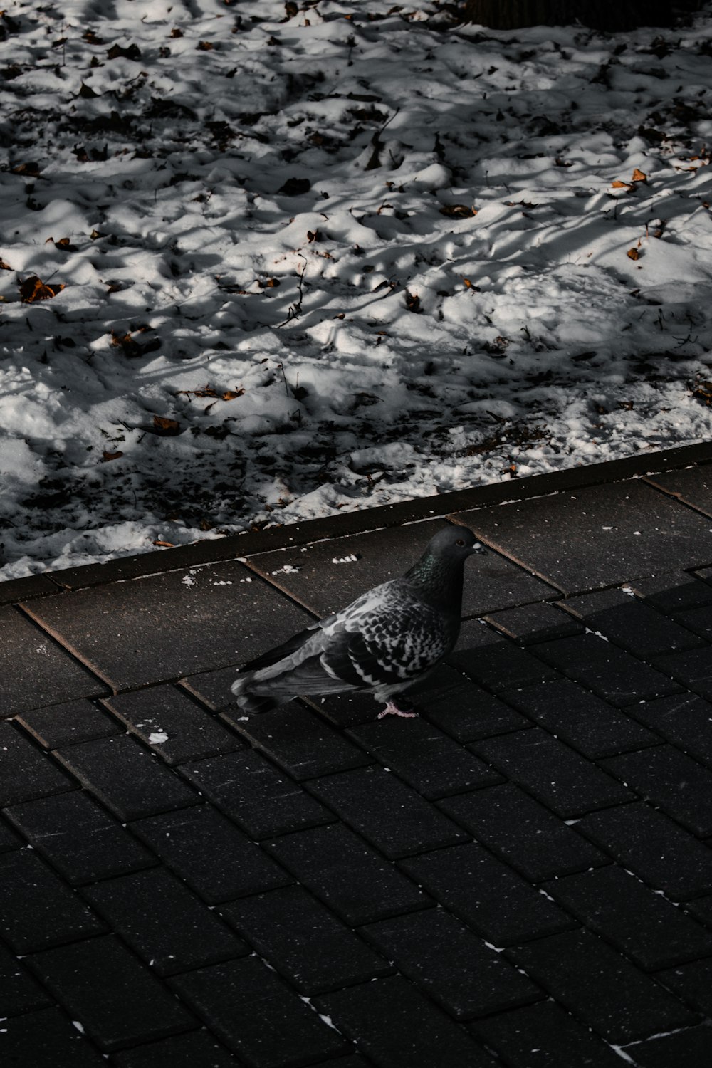 black and white pigeon on black brick floor