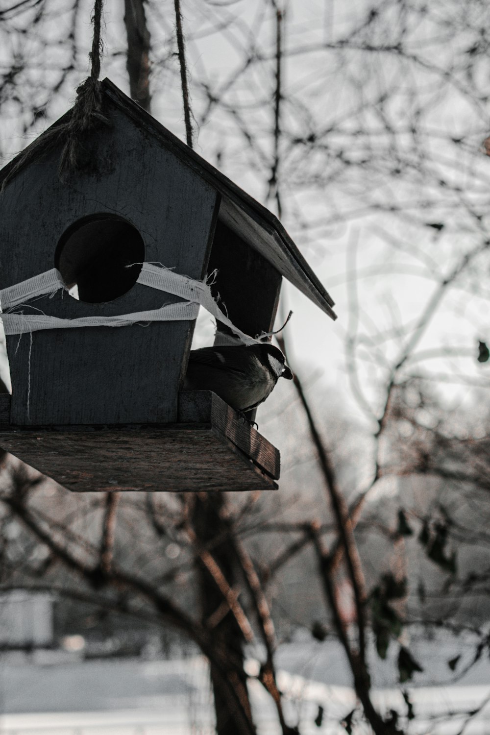 blue wooden bird house on brown tree branch