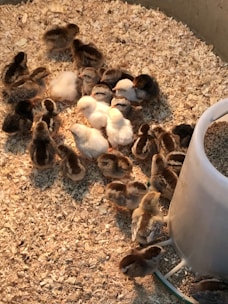A close-up of fluffy, healthy chicks huddled together on fresh straw inside a cozy brooder.
