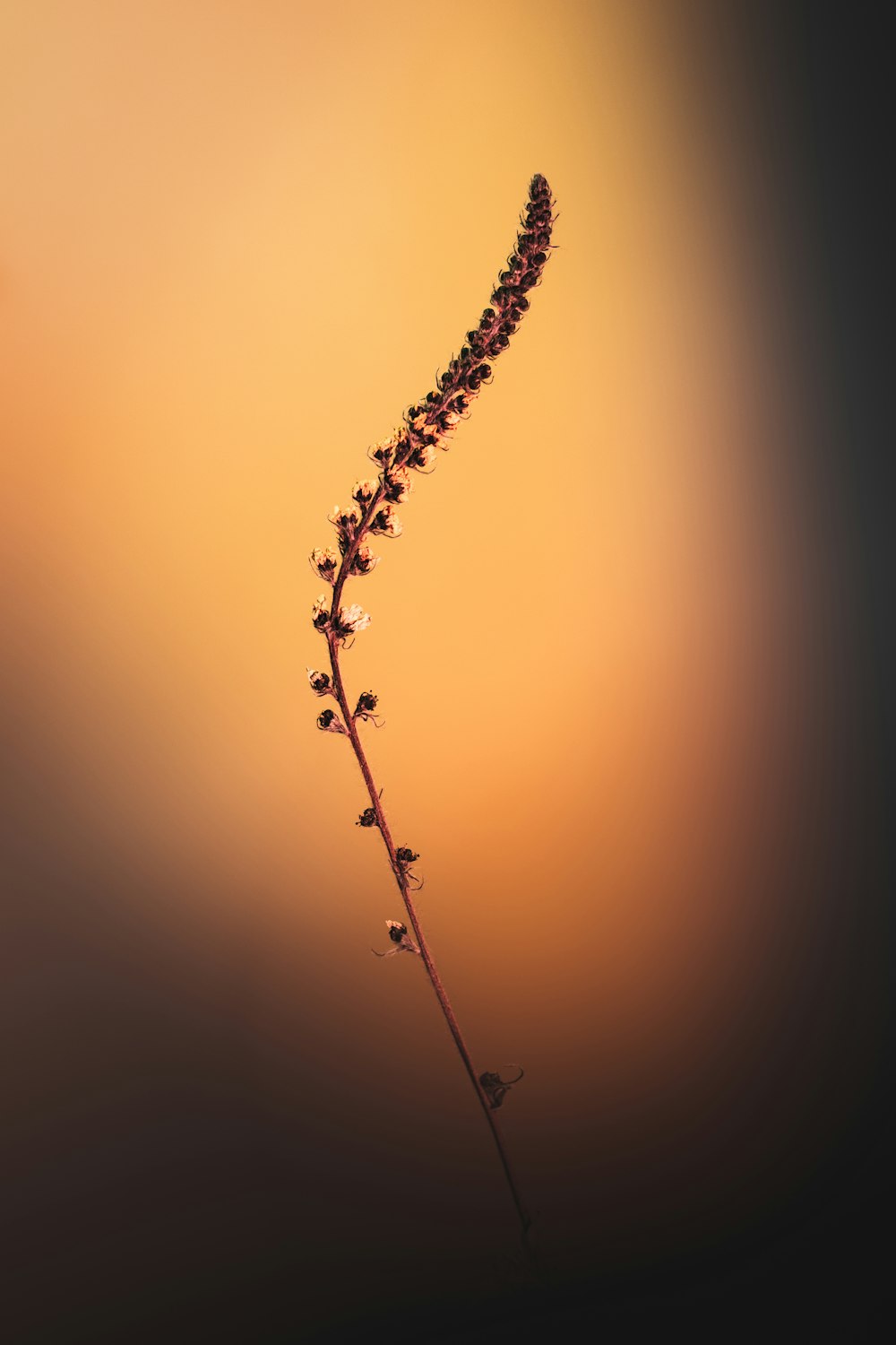 植物の茎に付着した水滴