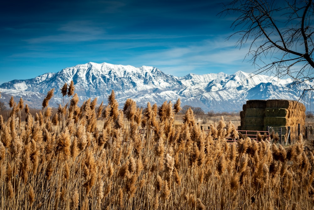brown grass field near white snow covered mountain during daytime