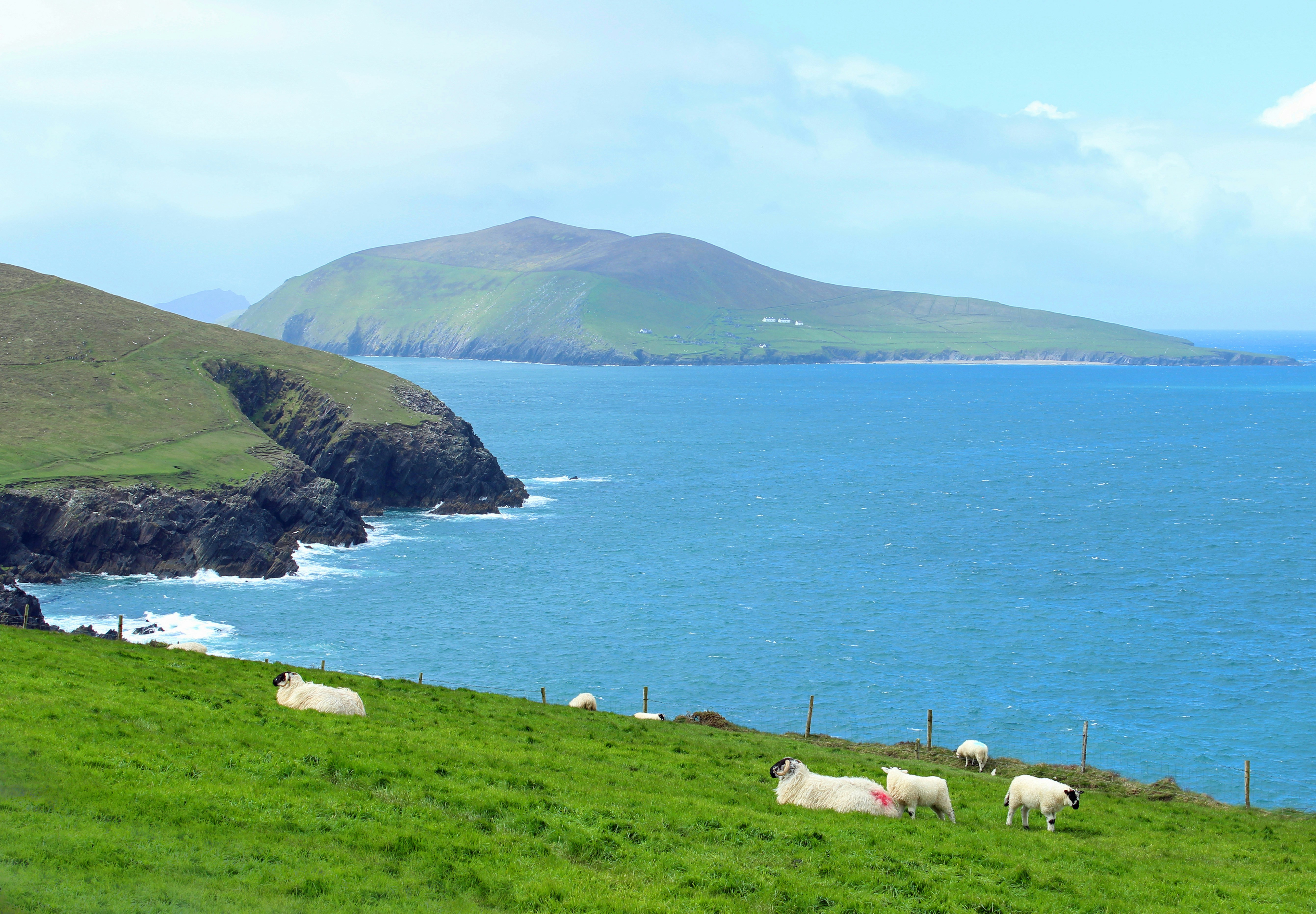 white sheep on green grass field near body of water during daytime