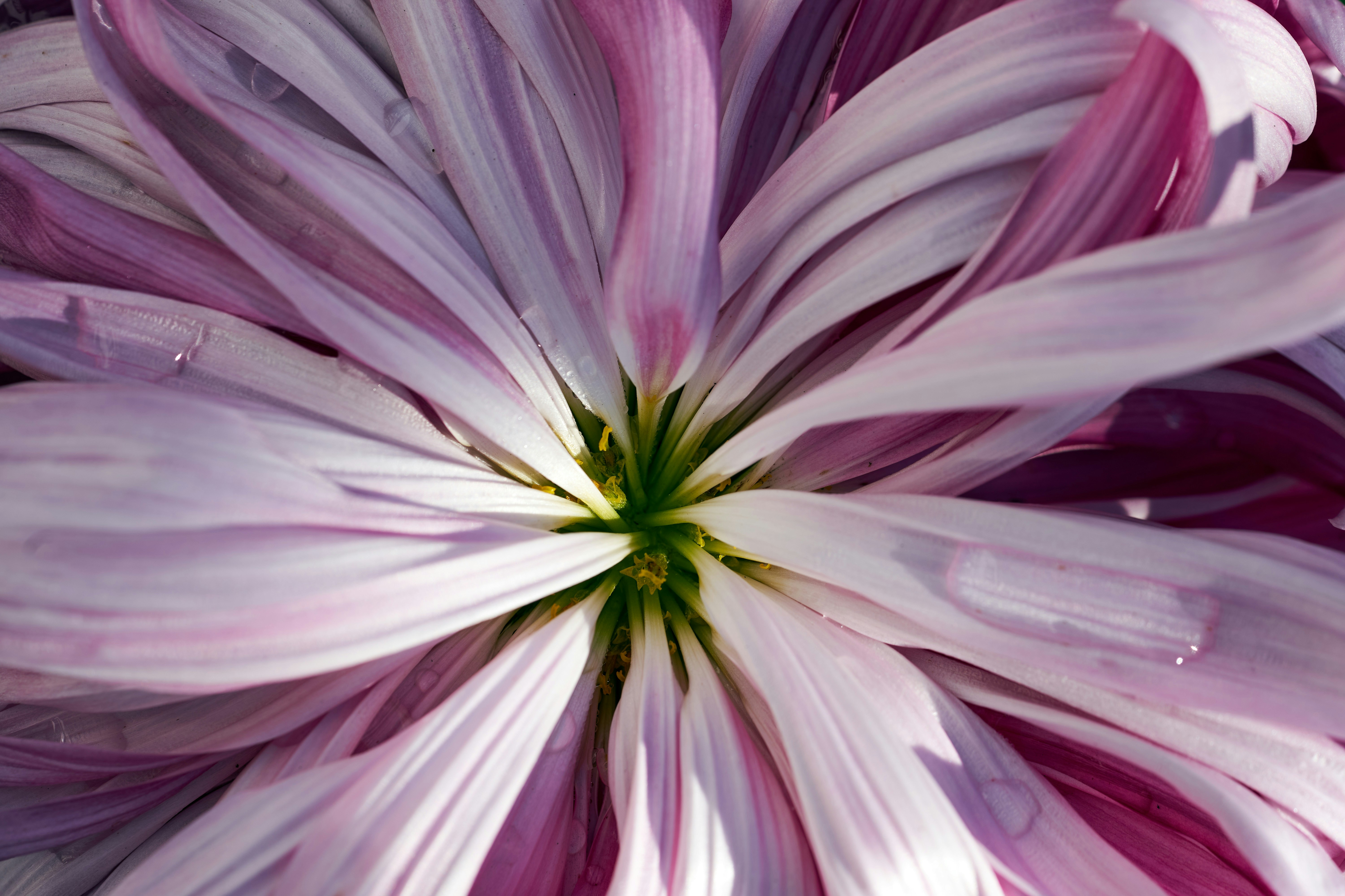 Photo by wolfgang_hasselmann