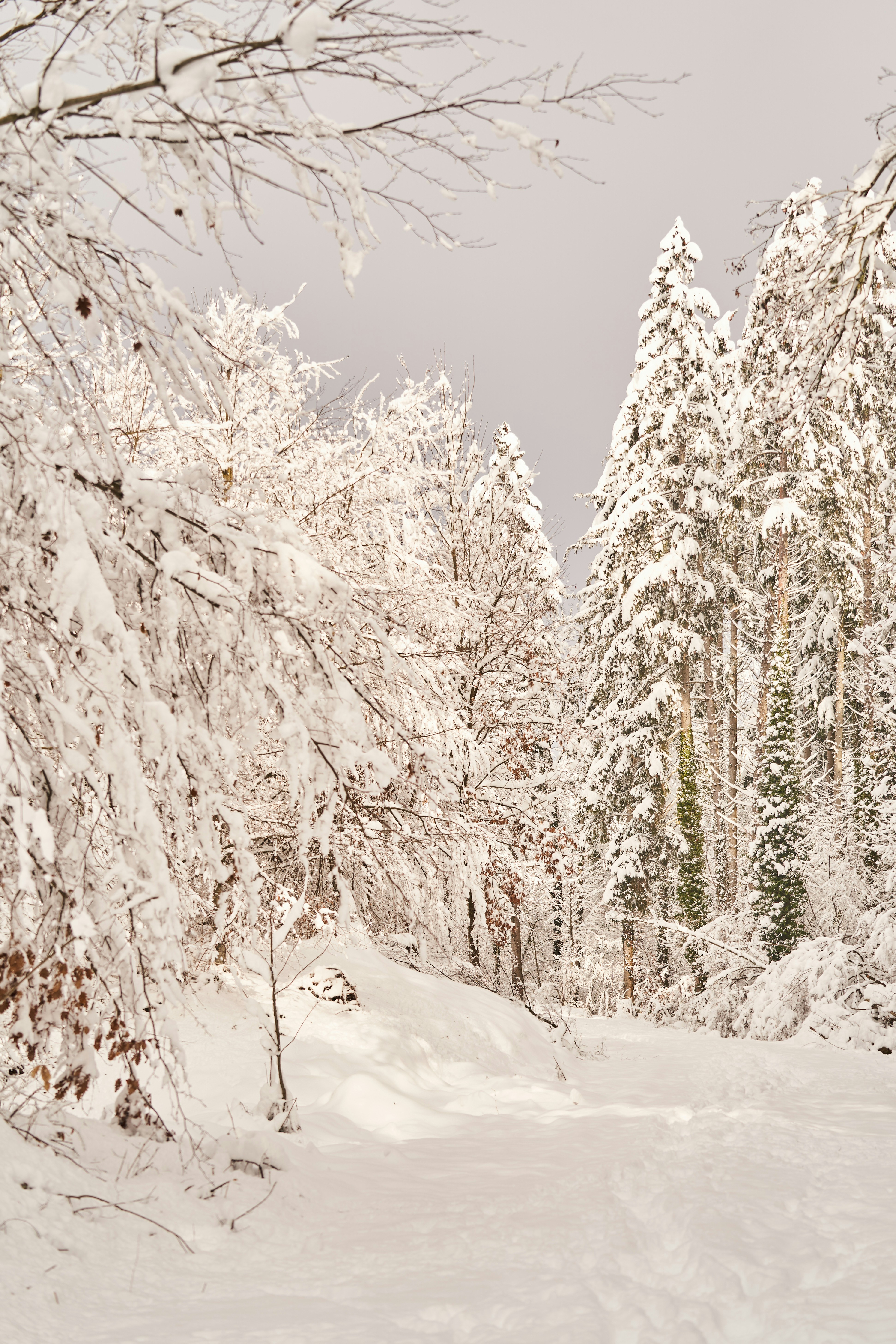 Photo by wolfgang_hasselmann