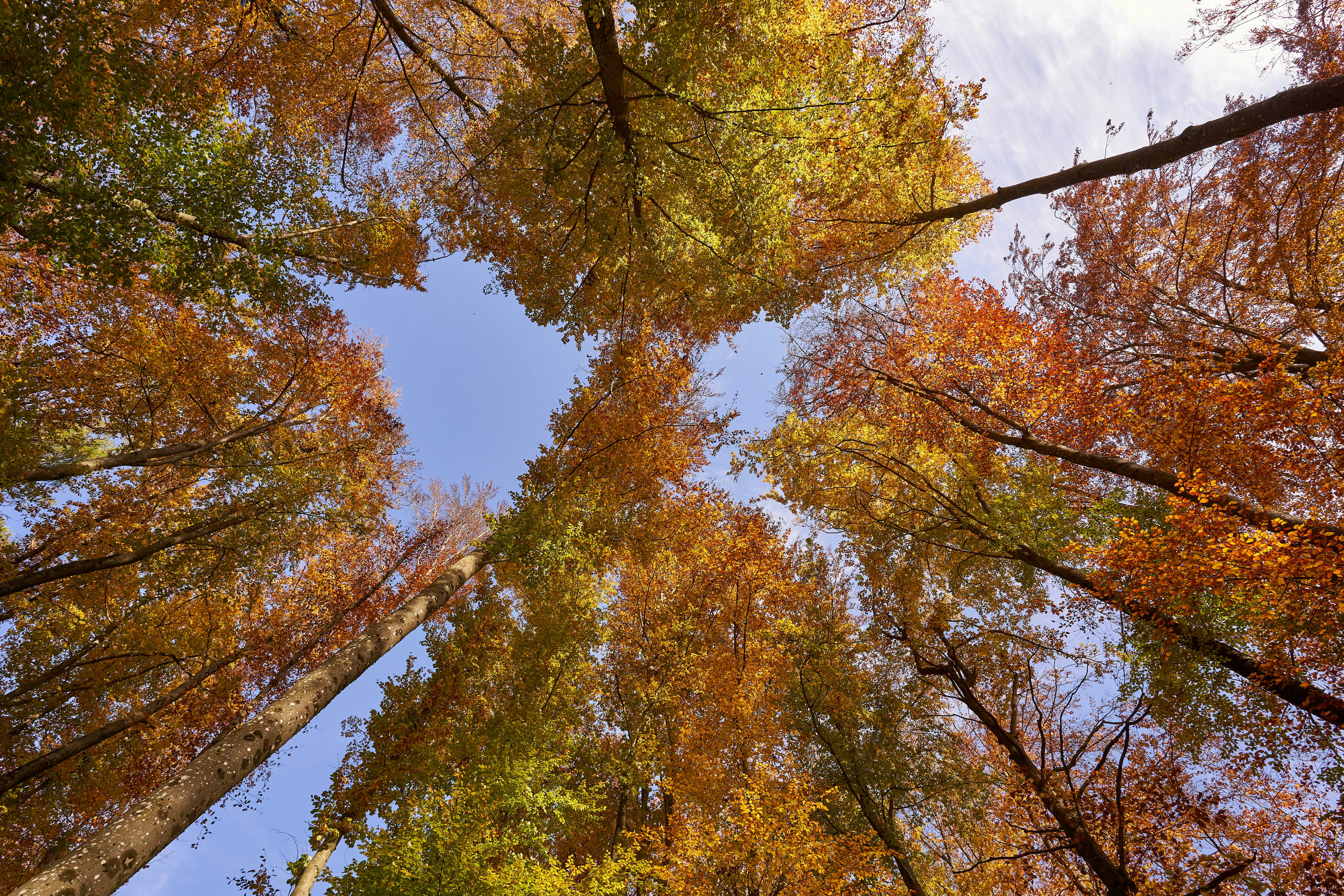 Photo by wolfgang_hasselmann