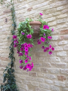 Colorful Plant Hangers
