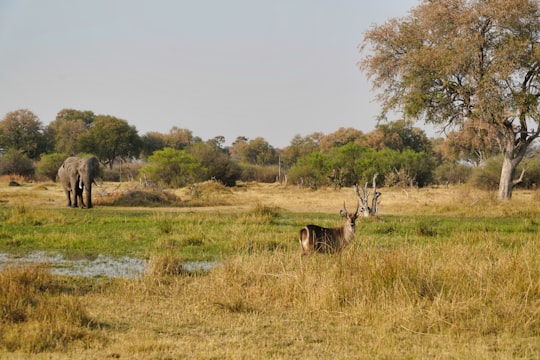 brown deer on green grass field during daytime in Okavango Delta Botswana