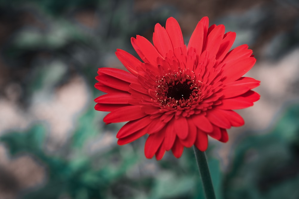 red flower in tilt shift lens