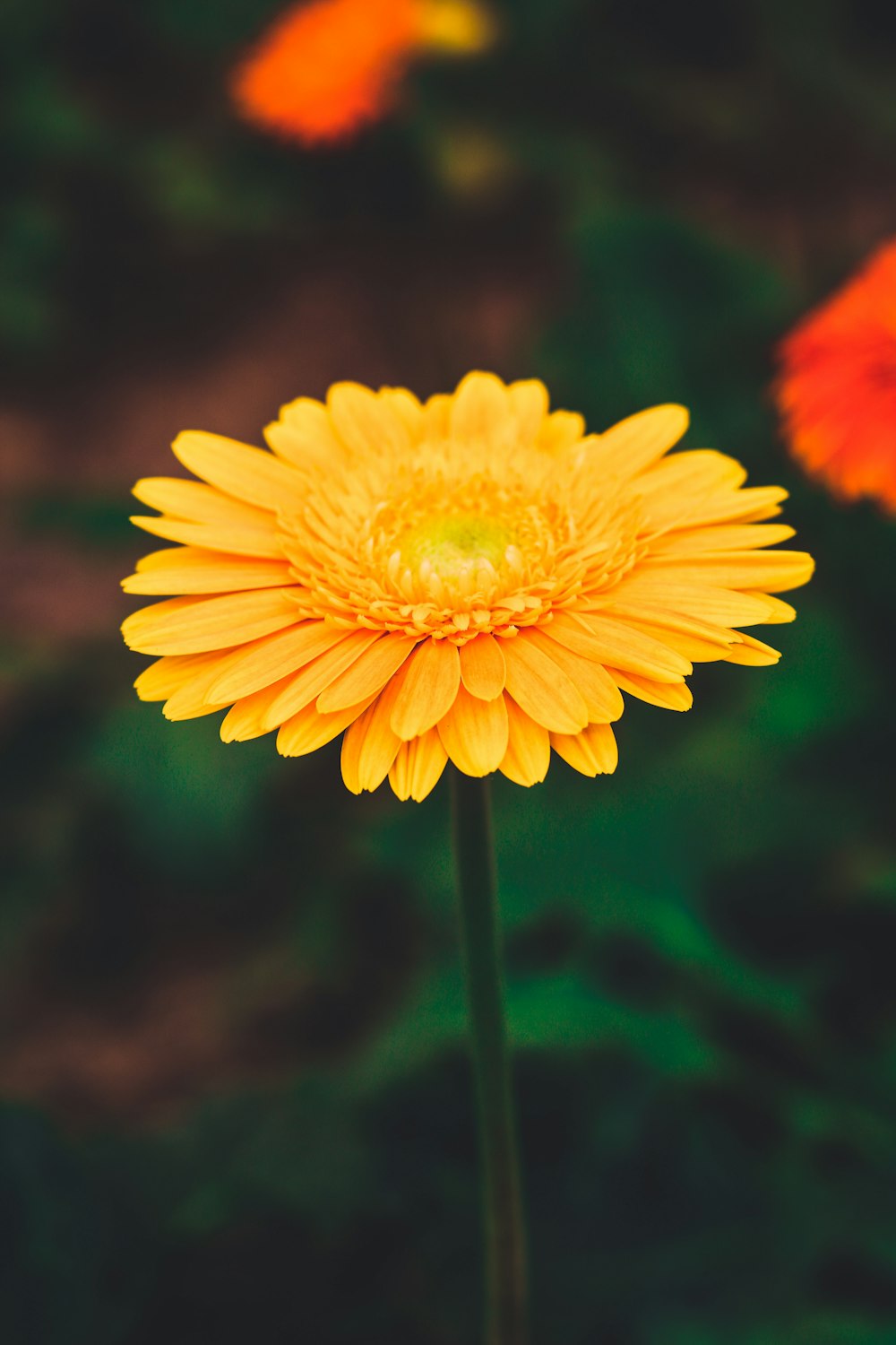 yellow daisy in bloom during daytime