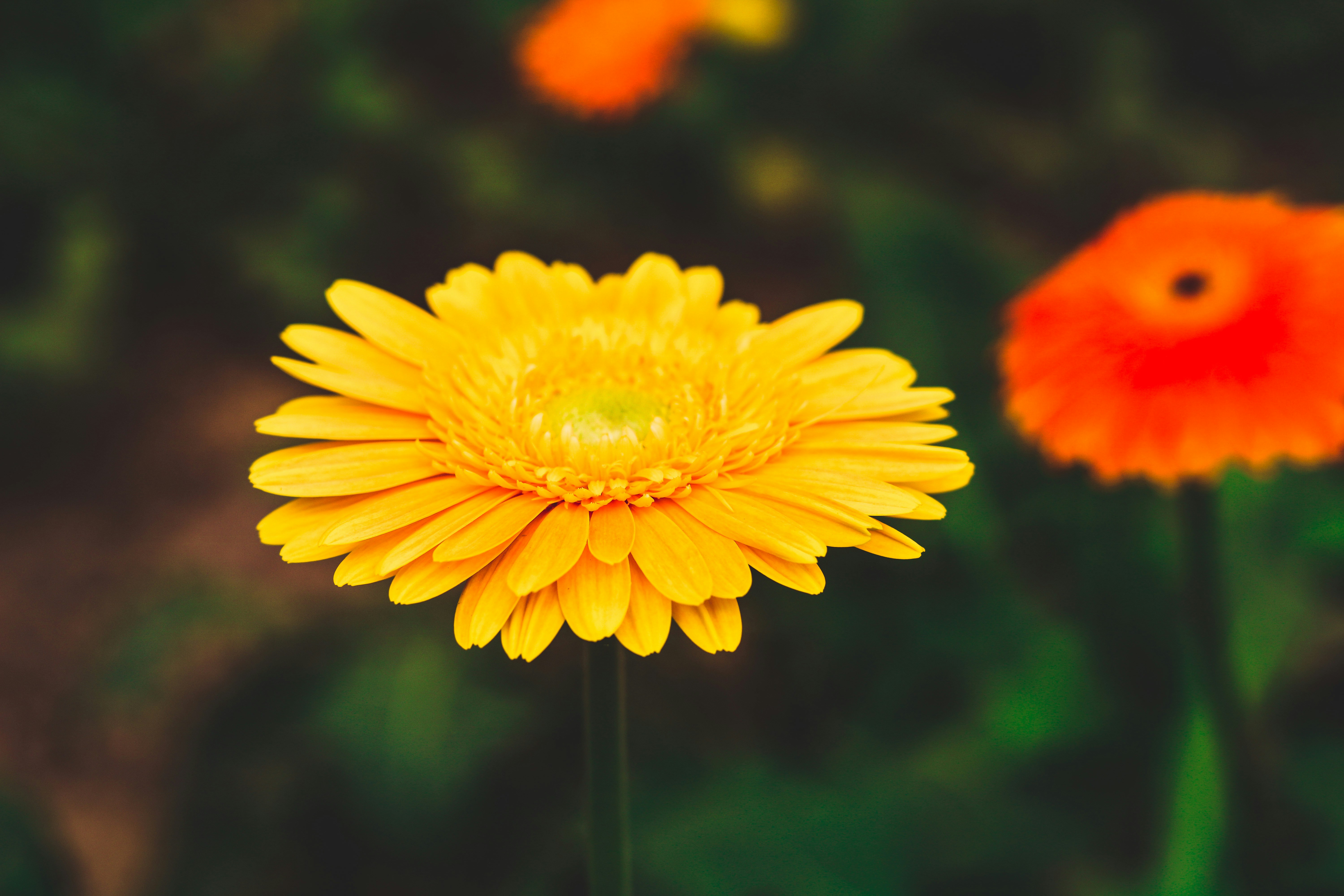 yellow flower in tilt shift lens